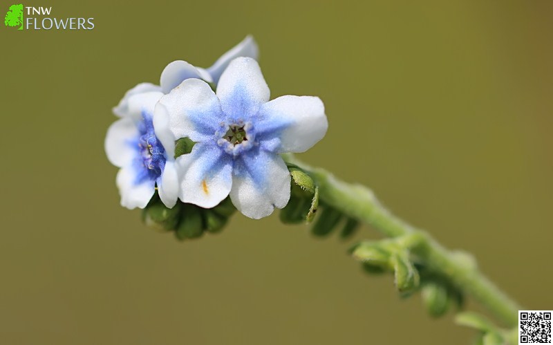 Common Hill Borage